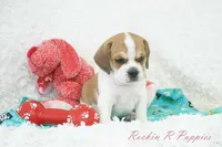 Ottie Shipping Included, a male Puggle for sale in Pottersville, MO – 7 of 10