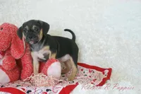 Angel Shipping Included, a female Puggle for sale in Pottersville, MO – 3 of 7