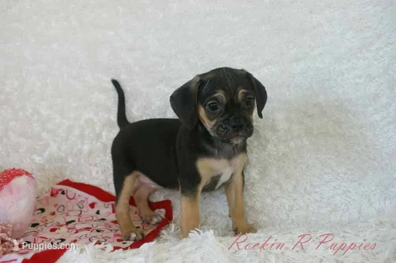 Angel Shipping Included – Puggle puppy for sale in Pottersville, MO