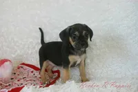Angel Shipping Included, a female Puggle for sale in Pottersville, MO – 1 of 7