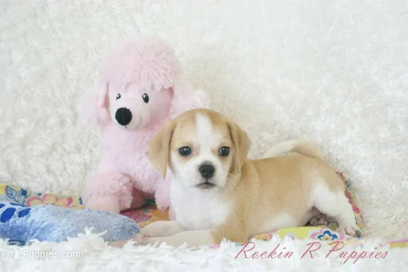 Ellie Shipping Included – Puggle puppy for sale in Pottersville, MO