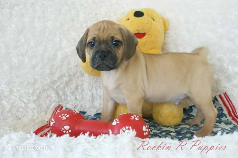 Buster Shipping Included – Puggle puppy for sale in Pottersville, MO
