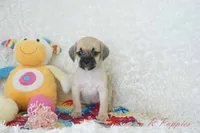 Polly Shipping Included, a female Puggle for sale in Pottersville, MO – 6 of 8