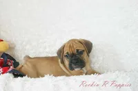 Roman Shipping Included, a male English Bulldog and Puggle for sale in Pottersville, MO – 2 of 7