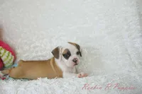 Fancy Shipping Included, a female English Bulldog and Puggle for sale in Pottersville, MO – 9 of 9
