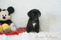 Jiffy Shipping Included, a male Puggle for sale in Pottersville, MO – 4 of 7