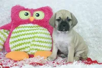 Juno Shipping Included, a female Puggle for sale in Pottersville, MO – 5 of 7