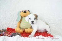Samson Shipping Included, a male English Bulldog and Puggle for sale in Pottersville, MO – 4 of 8