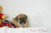 Roman Shipping Included, a male English Bulldog and Puggle for sale in Pottersville, MO – 3 of 7