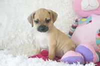 Annie Shipping Included, a female Puggle for sale in Pottersville, MO – 4 of 6