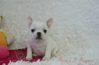 processed/583ff4a9-3c1f-464b-a17e-96990d63fcee/listing/cefe31b6-477b-42b8-975e-25261ecf4896/00c03677-9129-4924-8441-db78bc0f0460