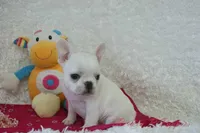 processed/583ff4a9-3c1f-464b-a17e-96990d63fcee/listing/cefe31b6-477b-42b8-975e-25261ecf4896/0d8d37b1-4457-4942-bc9a-c7723f826f8e