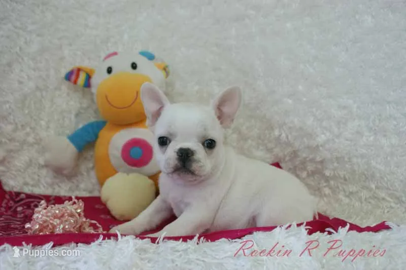 Paisley Shipping Included