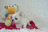 processed/583ff4a9-3c1f-464b-a17e-96990d63fcee/listing/cefe31b6-477b-42b8-975e-25261ecf4896/529d601d-1d38-4618-9c41-3e982e1d84d6