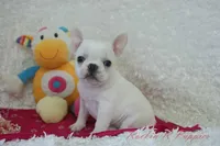 processed/583ff4a9-3c1f-464b-a17e-96990d63fcee/listing/cefe31b6-477b-42b8-975e-25261ecf4896/95912501-de3f-49d4-a32e-508bdc8b9a56