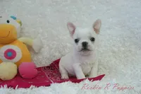 processed/583ff4a9-3c1f-464b-a17e-96990d63fcee/listing/cefe31b6-477b-42b8-975e-25261ecf4896/d9f36a96-da61-48cb-ad89-2b6477d90a2d