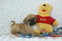 Fredrick Shipping Included, a male Puggle for sale in Pottersville, MO – 2 of 5