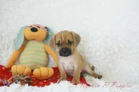 Ritz Shipping Included, a male Puggle for sale in Pottersville, MO – 6 of 6