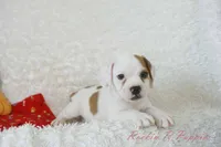 Samson Shipping Included, a male English Bulldog and Puggle for sale in Pottersville, MO – 7 of 8
