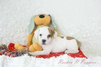 Samson Shipping Included, a male English Bulldog and Puggle for sale in Pottersville, MO – 1 of 8