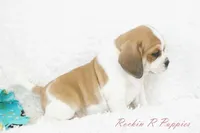 Ottie Shipping Included, a male Puggle for sale in Pottersville, MO – 5 of 10