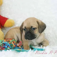 Banjo Shipping Included, a male Puggle for sale in Pottersville, MO – Photo 6 of 6