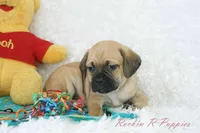 Banjo Shipping Included, a male Puggle for sale in Pottersville, MO – Photo 6 of 6