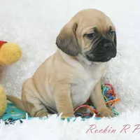 Banjo Shipping Included, a male Puggle for sale in Pottersville, MO – Photo 2 of 6