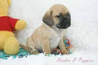 Banjo Shipping Included, a male Puggle for sale in Pottersville, MO – Photo 2 of 6