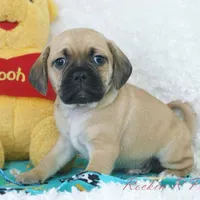 Banjo Shipping Included, a male Puggle for sale in Pottersville, MO – Photo 1 of 6