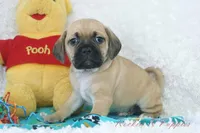 Banjo Shipping Included, a male Puggle for sale in Pottersville, MO – Photo 1 of 6