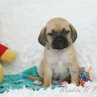 Banjo Shipping Included, a male Puggle for sale in Pottersville, MO – Photo 4 of 6