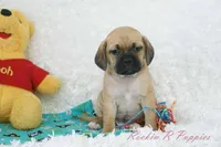 Banjo Shipping Included, a male Puggle for sale in Pottersville, MO – Photo 4 of 6