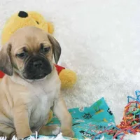 Banjo Shipping Included, a male Puggle for sale in Pottersville, MO – Photo 3 of 6