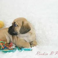 Banjo Shipping Included, a male Puggle for sale in Pottersville, MO – Photo 5 of 6