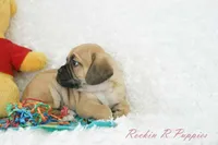 Banjo Shipping Included, a male Puggle for sale in Pottersville, MO – Photo 5 of 6