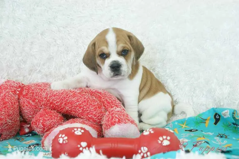 Ottie Shipping Included – Puggle puppy for sale in Pottersville, MO