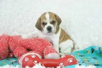 Ottie Shipping Included, a male Puggle for sale in Pottersville, MO – 1 of 10