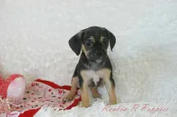 Angel Shipping Included, a female Puggle for sale in Pottersville, MO – 4 of 7