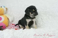 Berry Shipping Included, a female Puggle for sale in Pottersville, MO – 6 of 8