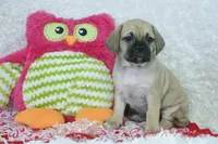 Juno Shipping Included, a female Puggle for sale in Pottersville, MO – 4 of 7