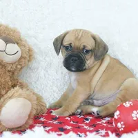 Copper Shipping Included, a male Puggle for sale in Pottersville, MO – Photo 5 of 5