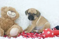 Copper Shipping Included, a male Puggle for sale in Pottersville, MO – Photo 5 of 5