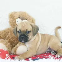 Copper Shipping Included, a male Puggle for sale in Pottersville, MO – Photo 1 of 5