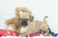 Copper Shipping Included, a male Puggle for sale in Pottersville, MO – Photo 1 of 5