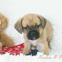 Copper Shipping Included, a male Puggle for sale in Pottersville, MO – Photo 3 of 5