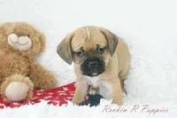 Copper Shipping Included, a male Puggle for sale in Pottersville, MO – Photo 3 of 5