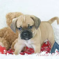 Copper Shipping Included, a male Puggle for sale in Pottersville, MO – Photo 2 of 5