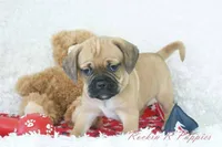 Copper Shipping Included, a male Puggle for sale in Pottersville, MO – Photo 2 of 5