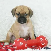 Copper Shipping Included, a male Puggle for sale in Pottersville, MO – Photo 4 of 5